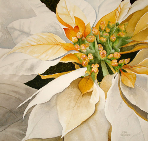 poinsettia: 11"x11" print